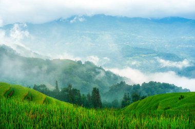 Bereketli pirinç tarlalarının güzel manzarası. Dağlık ve sisli sabahları Ha Giang, Hoang Su Phi, Vietnam kırsallarında.