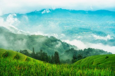 Vietnam kırsalında sabah vakti tropikal yağmur ormanlarında pirinç tarlaları olan Evergreen sisli dağı