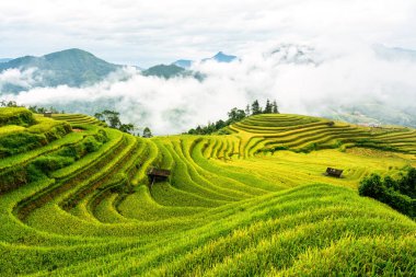 Hoang Su Phi, Ha Giang, Vietnam 'da hasat mevsiminde sisle kaplanmış yemyeşil pirinç tarlalarının güzel manzarası.