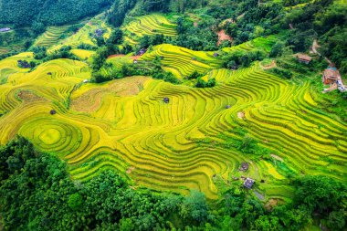 Hoang Su Phi, Ha Giang, Vietnam 'daki dağlık arazide hasat sırasında yemyeşil pirinç tarlalarının hava manzarası.