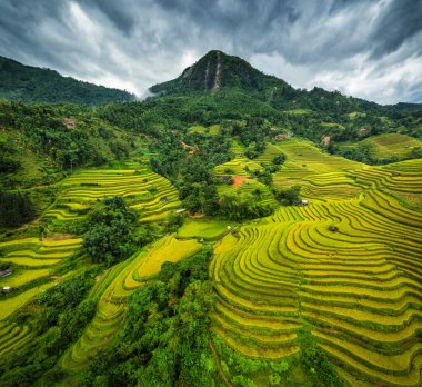 Vietnam 'daki Hoang su phi kırsalında hasat mevsiminde ahır olan Teraslı pirinç tarlası manzarası.