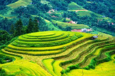 Çimenli pirinç tarlaları, ahır ve çiftçi hasadı. Ha Giang, Hoang Su Phi, Vietnam 'da kırsal kesimde.