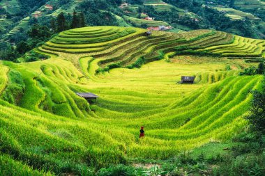 Canlı, gür pirinç tarlaları. Vietnam, Hoang Su Phi, Ha Giang 'ın kırsal kesimindeki kadın köylü tarlaları.