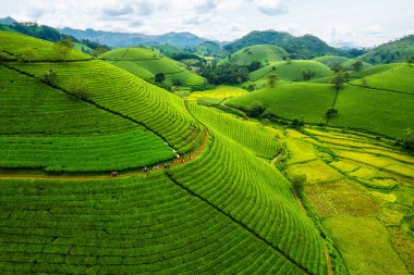 Güzel, yemyeşil Long Coc çay tepesi dağlık arazide, Phu Tho, Vietnam kırsalında.