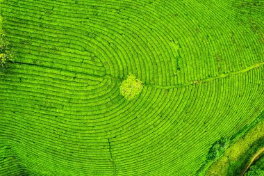 Güzel, yemyeşil Long Coc çay tepesi dağlık arazide, Phu Tho, Vietnam kırsalında.