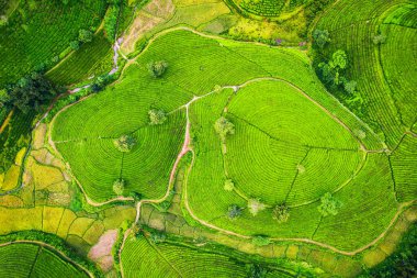 Güzel, yemyeşil Long Coc çay tepesi dağlık arazide, Phu Tho, Vietnam kırsalında.