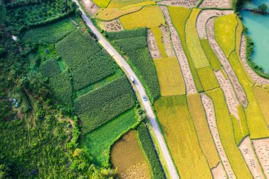 Hasat zamanı pirinç tarlası manzarası ve Vietnam kırsalındaki yol manzarası.