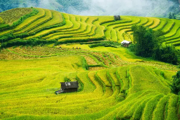 Çimenli pirinç tarlaları, ahır ve çiftçi hasadı. Ha Giang, Hoang Su Phi, Vietnam 'da kırsal kesimde.