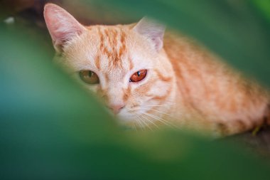 Çizgili, yeşil yapraklı, turuncu sevimli kedi.