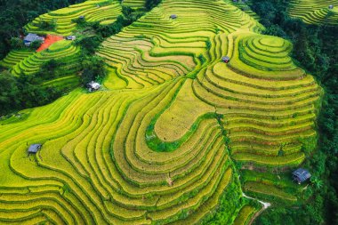Vietnam 'daki Hoang su phi kırsalında hasat mevsiminde ahır olan Teraslı pirinç tarlası manzarası.