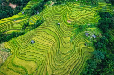 Yeşillik pirinç tarlalarının en üst manzarası. Hasat zamanı, Ha Giang, Hoang Su Phi, Vietnam 'da ahır manzarası.