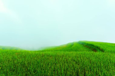 Sabahları gökyüzü sisli, yemyeşil pirinç tarlaları.