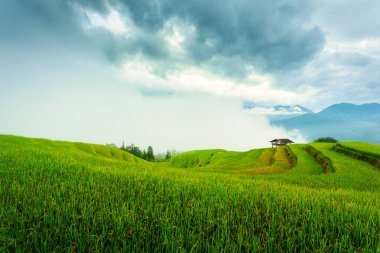 Güzel yeşil pirinç tarlalarının ahşap kulübesi ve sisli manzarası sabah Ha Giang, Hoang Su Phi, Vietnam kırsalında