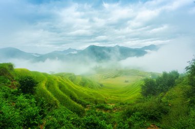 Hoang Su Phi, Ha Giang, Vietnam 'da hasat mevsiminde sisle kaplanmış yemyeşil pirinç tarlalarının güzel manzarası.