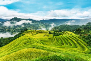 Hoang Su Phi, Ha Giang, Vietnam 'da hasat mevsiminde dağlık arazideki yemyeşil pirinç tarlalarının manzarası.