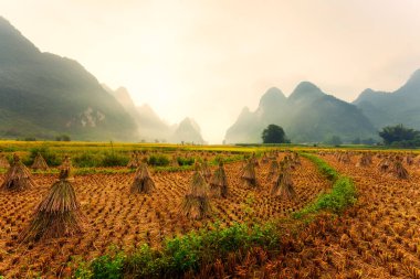 Vietnam 'da, Cao Bang kırsalında sisli bir sabahta saman yığını ve dağ silsilesiyle biçilmiş pirinç tarlası manzarası.