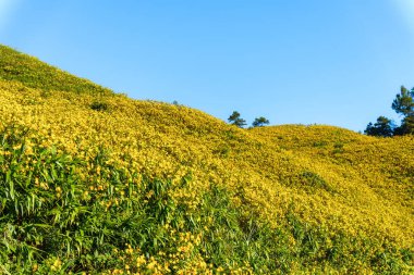 Güneşli bir günde Doi Mae U Kho, Mae Hong Son, Tayland 'da güzel ağaç kadife çiçekleri açıyor.