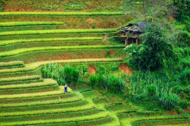 Mu Cang Chai, Vietnam 'da hasat sırasında dağ başında ahşap kulübesi olan pirinç tarlası terasında çiftçilik.