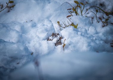 Küçük kahverengi sincap kışın ormanda karla kaplı tepede saklanıyor.