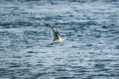 Kuzey Fulmar ya da Martı deniz kuşu yazın İzlanda 'da denizin üzerinde alçaktan uçar.