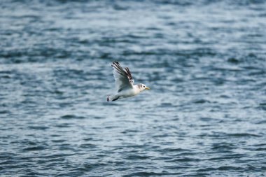 Northern fulmar or Seagull seabird flying low over the sea in summer at Iceland clipart