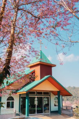 Christian church with cross and pink color leaves of wild himalayan cherry blooming on sunny day clipart