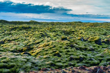 Eldhraun lav tarlası yazın Skaftareldahraun, İzlanda 'da yosunlarla kaplandı.