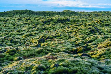 Eldhraun lav tarlası yazın Skaftareldahraun, İzlanda 'da yosunlarla kaplandı.