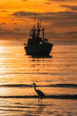 Siluet Egret kuşu sabah tropikal denizde balıkçı teknesiyle sahilde yürüyor.