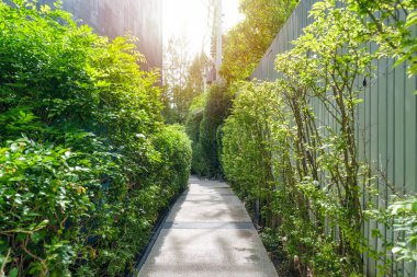 Oteldeki yemyeşil bitki ve çitlerle çevrili sakin bir patika.