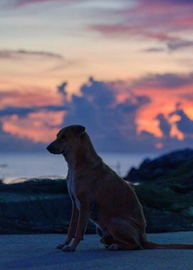 Başıboş köpeğin sakin silueti şafakta iskelede canlı gün doğumuna karşı sessizce oturuyor.