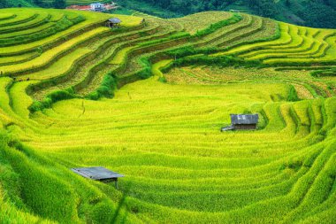 Çimenli pirinç tarlaları, ahır ve çiftçi hasadı. Ha Giang, Hoang Su Phi, Vietnam 'da kırsal kesimde.