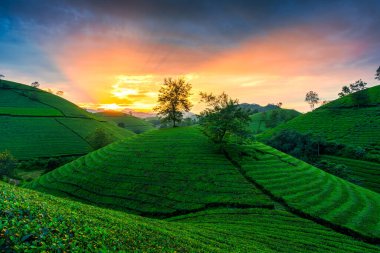 Vietnam 'da Phu Tho kırsalında hasat sırasında tarla tarlalarındaki Long Coc Tea Hill üzerinde gün batımının manzarası