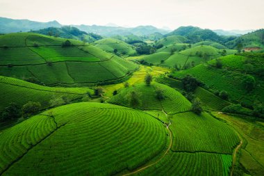 Viyetnam 'ın Phu Tho kentindeki tarım tarlalarında hasat mevsiminde tepedeki yemyeşil Long Coc çay çiftliğinin havadan görünüşü