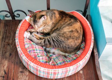 Turuncu çizgili tekir kedi. Yuvarlak kedi yatağında rahat bir şekilde uyuyor.