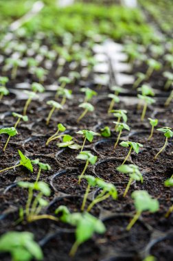 Organik fideler düzenli tepside yetişiyor ve tarım arazilerinde toprak gübresi var.