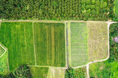 Verimli yeşil tarım alanının en üst görüntüsü geometrik desenlere bölünmüş Hindistan cevizi ağaçları ve kırsal kesimdeki ekonomik ekinlerle çevrili.