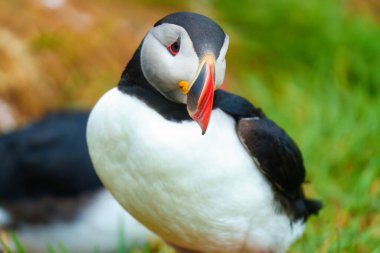 Yazın İzlanda 'da üreme mevsiminde okyanus kıyısında yaşayan sevimli Atlantik martısı veya Fratercula arktika