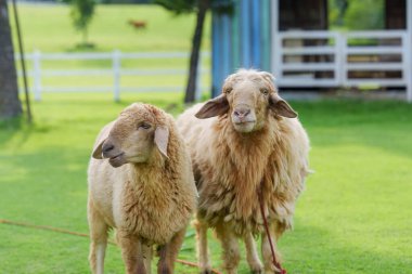 Tüylü iki koyun yeşil çimlerin üzerinde duruyor.