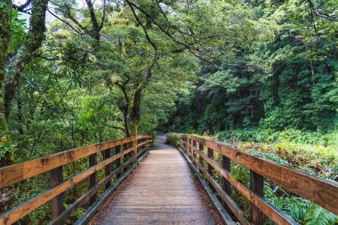 Yeni Zelanda 'nın güney adasında tropikal yağmur ormanlarıyla kaplı tahta patika.