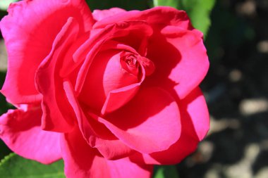 Büyük pembe gül tomurcuğu