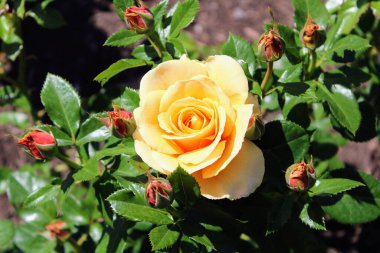 Sarı Dolu Gül Çiçeği Nükteli Güller