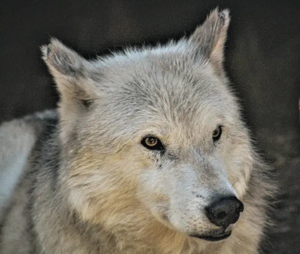 White Wolf Stares Into the Distance