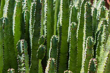 Çölde kaktüsün yakın çekimi.