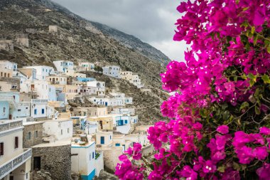Dodecanese Yunanistan 'ın Karpathos adasındaki geleneksel Olimpos köyündeki Hillside renkli evlerinin ön planında mor çiçekleri açan Bougainvillea çiçekleri