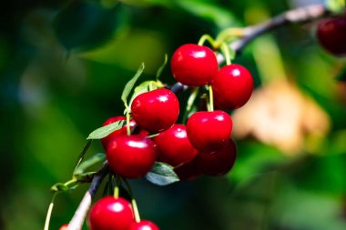 Sour cherry and cherries. Fruit and vegetables. Plant and plants. Tree and trees. Nature photography.