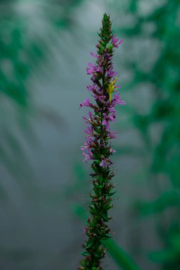 Renkli çiçeklerin arkaplan resmi, arka plan doğası