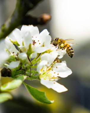 Arı elma ağacını döller. Bahçede bahar çiçekleri. bahar.