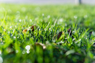 Yeşil arka plan. Yeşillik ve çimenler yakın plan, yeşil çimenler.