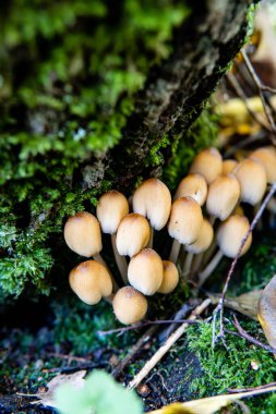 Orman mantarları, ormandaki mantarlar, beyaz mantarlar., 